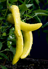 Rain soaked yellow chili peppers still growing