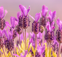 Obraz premium Bee in lavender