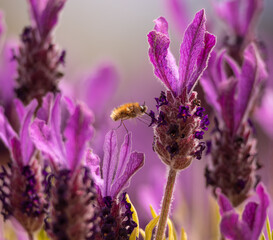 bumblebee on lavender