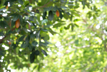 Blurred natural green leaves with bokeh background