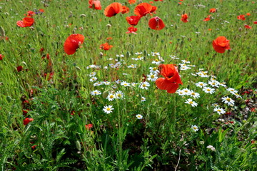 Frühlingswiese mit Klatschmohn und Margeriten
