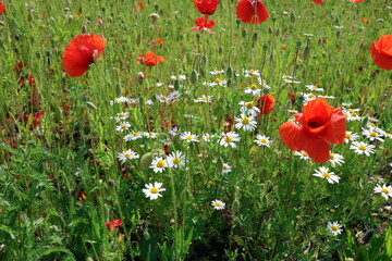 Frühlingswiese mit Klatschmohn und Margeriten