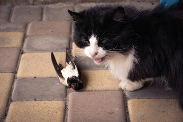 The black cat caught the swallow.