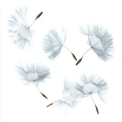 Obraz premium Delicate white dandelion seeds gently floating against a white background.