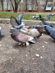 Pigeons flying up after feeding on street