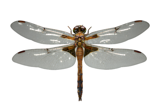 Golden Dragonfly with Transparent Background, Elegant Design Element
