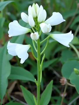 The white turtlehead (Chelone glabra)  species of plant native to North America, is a popular browse plant for deer.
