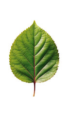 Fototapeta premium Green Leaf with Transparent Background, Sleek Design Element