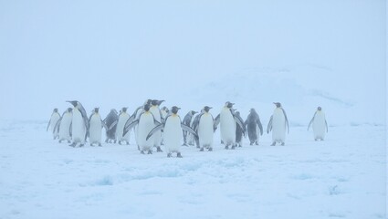 Penguins waddling through antarctic blizzard