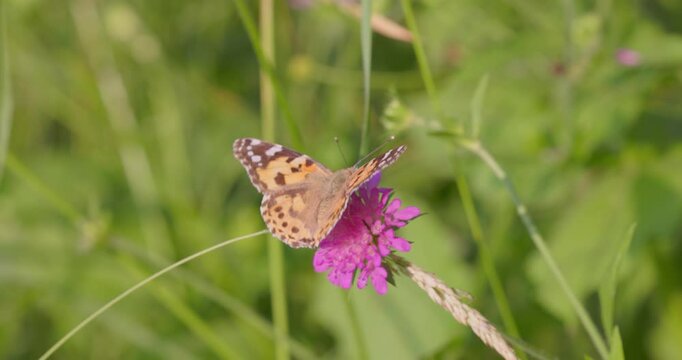 The painted lady butterfly (Vanessa cardui) on the flower of Knautia arvensis, commonly known as field scabious