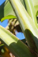 Banana tree stems against blue sky.