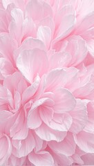 Obraz premium Pink and white water lily petals