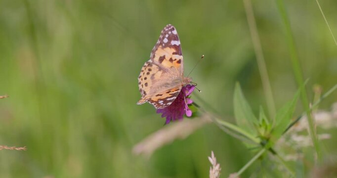 The painted lady butterfly (Vanessa cardui) on the flower of Knautia arvensis, commonly known as field scabious