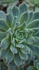 Succulent close up desert beauty