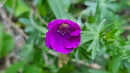 Sweden. Geranium sanguineum, common name bloody crane's-bill or bloody geranium, is a species of hardy flowering herbaceous perennial plant in the cranesbill family Geraniaceae. 
