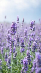 Obraz premium Lavender field in bloom
