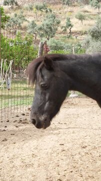 On the farm black Shetland pony