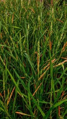 Abstract grass pattern