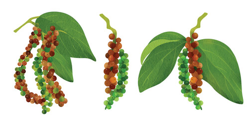 Peppercorn Branch, Spice Plant Illustration