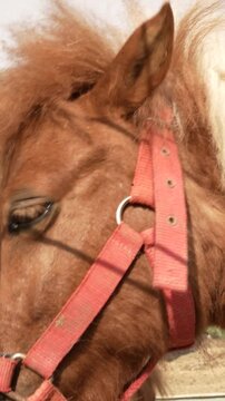 On the farm Shetland pony