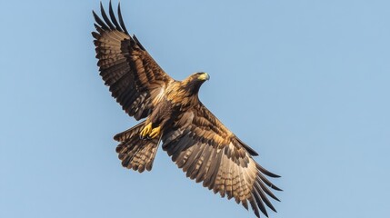 Obraz premium A majestic eagle soaring gracefully against a clear blue sky, with its wings fully extended, showcasing the beauty and power of avian flight.