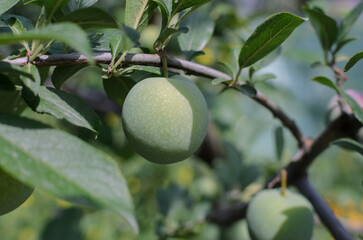 green plum fruit on a branch with leaves in the sunlight