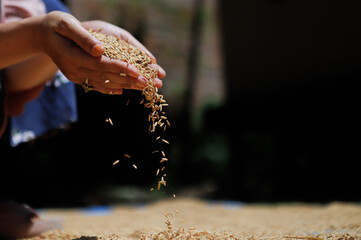 Paddy in harvest,The golden yellow paddy in hand, Farmer carrying paddy on hand, Rice.