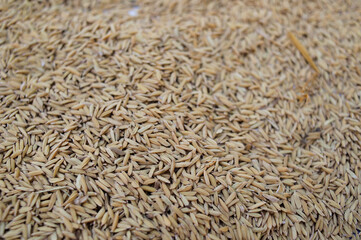 Overhead close-up revealing the dense texture of numerous raw, unhusked rice grains (paddy) spread out, likely for drying