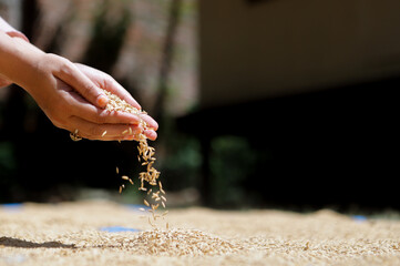 Paddy in harvest,The golden yellow paddy in hand, Farmer carrying paddy on hand, Rice.