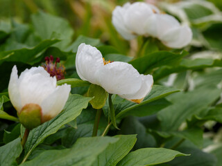 Wittmann's peony ( Latin- Paeonia wittmanniána ) is a species of perennial flowering plants of the...