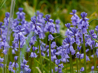 Hyacinthoides hispanica ( Latin- Hyacinthoides hispanica ) is a species of perennial bulbous herbaceous plants of the Asparagus family ( Asparagaceae )