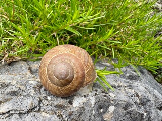 Schnecke im Haus