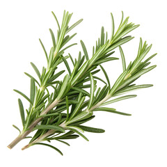 Fototapeta premium Fresh Rosemary Sprigs, Needle Leaves, Vibrant Green, Isolated on White, 8K