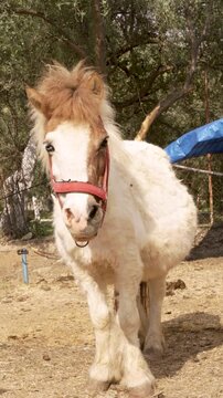 On the farm Shetland pony