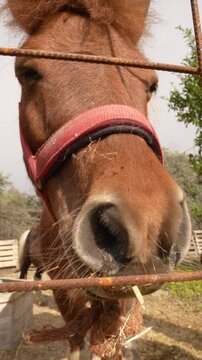 On the farm Shetland pony head