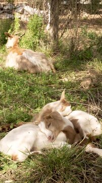 baby goats son the farm