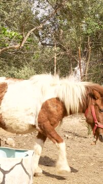 On the farm Shetland pony