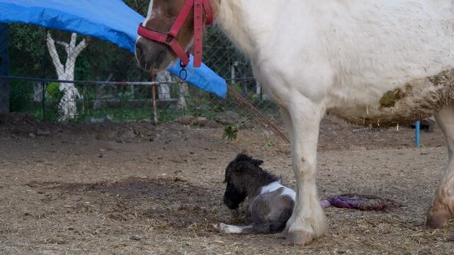 Newborn Shetland Pony With Mother in Stable Cinematic Farm Video