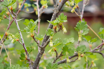 Gooseberry. Gooseberry twigs with young green leaves, thorns and small fruits that have started after flowering. Gooseberry berries. Orchard. Delicate natural background of green shades