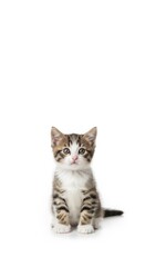 Obraz premium A small tabby kitten with white chest sitting upright on a white background looking at the viewer