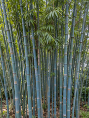 Fototapeta premium Blue Bamboo (Himalayacalamus hookerianus) growing in Golden Gate Park, San Francisco, California