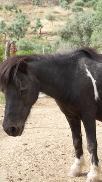 On the farm black Shetland pony