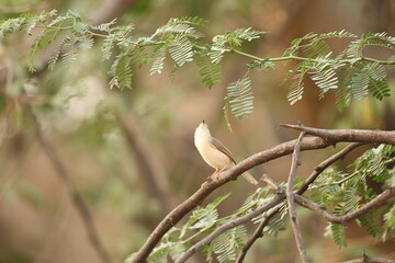 Bird in the jungle