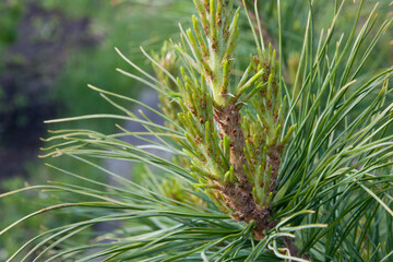Obraz premium Branches of cedar with needles. Long green needles of the tree grow on young thin brown branches. Cedar needles are long, flat and curved. The natural texture of cedar and the shape of the twigs