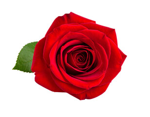 Naklejka premium A stunning red rose on a white background.