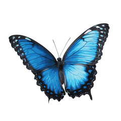 design786_Beautiful_blue_butterfly_isolated_on_a_white_backgrou_9b63bbdd-2f4a-4c29-9e1d-b440cf4c95ab_traced