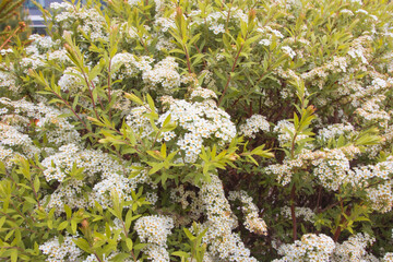Small white flowers. Close-up of garden flowers Spiraea flower on the branches with green leaves. Macro photo of nature bright floral background. spring garden, flowering bush with delicious fragrance