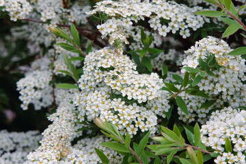 Small white flowers. Close-up of garden flowers Spiraea flower on the branches with green leaves. Macro photo of nature bright floral background. spring garden, flowering bush with delicious fragrance