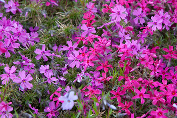 Small flowers. Phlox (creeping phlox, moss phlox, moss pink, or mountain phlox) flowers background. Many small flowers for background, top view Bright floral carpet covering the ground, spring flowers