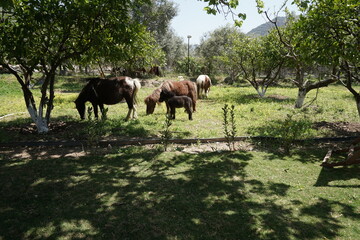 On the farm Shetland pony